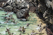 Brown Pelican (Pelecanus occidentalis) flock predating Amberstripe Scad (Decapterus muroadsi) cornered in shallow water, Bainbridge Rocks, Santiago Island, Galapagos Islands, Ecuador