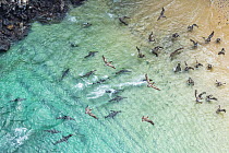 Galapagos Sea Lion (Zalophus wollebaeki) group hunting cooperatively by driving Amberstripe Scad (Decapterus muroadsi) into shallow cove, with Brown Pelicans (Pelecanus occidentalis) taking advantage,...