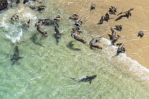 Galapagos Sea Lion (Zalophus wollebaeki) group hunting cooperatively by driving Amberstripe Scad (Decapterus muroadsi) into shallow cove, with Brown Pelicans (Pelecanus occidentalis) and sharks taking...