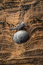 Brown Noddy (Anous stolidus) on rock embedded in cliff, Punta Vicente Roca, Isabela Island, Galapagos Islands, Ecuador