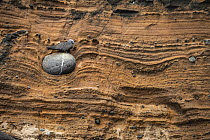 Brown Noddy (Anous stolidus) on rock embedded in cliff, Punta Vicente Roca, Isabela Island, Galapagos Islands, Ecuador