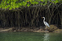 Great Blue Heron (Ardea herodias) on coast with mangroves, Turtle Cove, Santa Cruz Island, Galapagos Islands, Ecuador