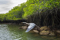 Great Blue Heron (Ardea herodias) taking flight at coast with mangroves, Turtle Cove, Santa Cruz Island, Galapagos Islands, Ecuador