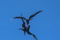 Magnificent Frigatebird (Fregata magnificens) pair fighting in flight, Punta Vicente Roca, Isabela Island, Galapagos Islands, Ecuador