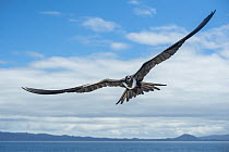 Magnificent Frigatebird (Fregata magnificens) flying, Punta Vicente Roca, Isabela Island, Galapagos Islands, Ecuador