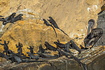 Marine Iguana (Amblyrhynchus cristatus) group basking with Brown Pelican (Pelecanus occidentalis) juvenile preening, Punta Vicente Roca, Isabela Island, Galapagos Islands, Ecuador