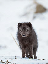 Arctic Fox (Alopex lagopus) in winter, dark color to blend in with beaches where it hunts, Iceland