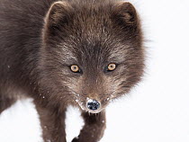 Arctic Fox (Alopex lagopus), dark color to blend in with beaches where it hunts,Hornstrandir Nature Reserve, Iceland