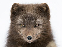 Arctic Fox (Alopex lagopus), dark color to blend in with beaches where it hunts,Hornstrandir Nature Reserve, Iceland