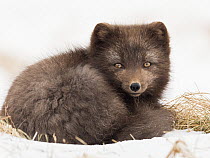 Arctic Fox (Alopex lagopus) in winter, dark color to blend in with beaches where it hunts, Hornstrandir Nature Reserve, Iceland