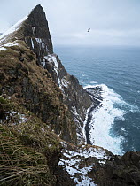 Northern Fulmar (Fulmarus glacialis) flying near coastal cliffs, Hornstrandir Nature Reserve, Iceland