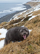 Arctic Fox (Alopex lagopus) in defensive posture,winter, dark color to blend in with beaches where it hunts, Hornstrandir Nature Reserve, Iceland