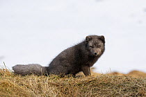 Arctic Fox (Alopex lagopus),dark color to blend in with beaches where it hunts, Hornstrandir Nature Reserve, Iceland