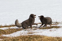 Arctic Fox (Alopex lagopus) pair fighting in winter, dark color to blend in with beaches where they hunt, Hornstrandir Nature Reserve, Iceland