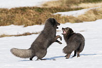 Arctic Fox (Alopex lagopus) pair fighting in winter, dark color to blend in with beaches where they hunt,Hornstrandir Nature Reserve, Iceland