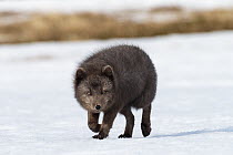 Arctic Fox (Alopex lagopus) in winter, dark color to blend in with beaches where it hunts, Hornstrandir Nature Reserve, Iceland