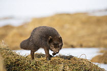 Arctic Fox (Alopex lagopus), dark color to blend in with beaches where it hunts, Hornstrandir Nature Reserve, Iceland