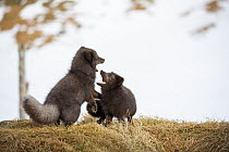 Arctic Fox (Alopex lagopus) pair fighting, dark color to blend in with beaches where they hunt, Hornstrandir Nature Reserve, Iceland