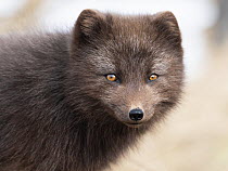 Arctic Fox (Alopex lagopus),dark color to blend in with beaches where it hunts, Hornstrandir Nature Reserve, Iceland