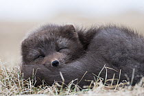 Arctic Fox (Alopex lagopus) sleeping, dark color to blend in with beaches where it hunts,Hornstrandir Nature Reserve, Iceland