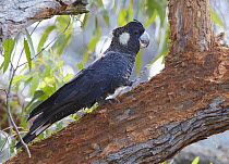Baudin's Black Cockatoo (Zanda baudinii), Busselton, Western Australia, Australia