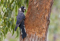 Baudin's Black Cockatoo (Zanda baudinii), Busselton, Western Australia, Australia