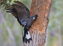 Baudin's Black Cockatoo (Zanda baudinii) foraging, Busselton, Western Australia, Australia