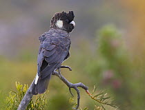 Carnaby's Black Cockatoo (Calyptorhynchus latirostris), Waychinicup National Park, Western Australia, Australia