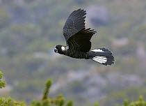Carnaby's Black Cockatoo (Calyptorhynchus latirostris) flying, Waychinicup National Park, Western Australia, Australia