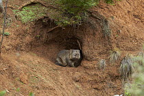 Common Wombat (Vombatus ursinus) at burrow, Cooma, New South Wales, Australia