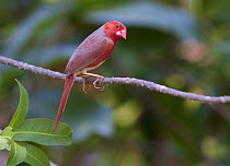 Crimson Finch (Neochmia phaeton), Lakefield National Park, Queensland, Australia