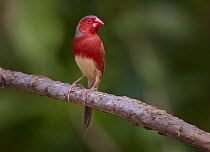 Crimson Finch (Neochmia phaeton), Lakefield National Park, Queensland, Australia