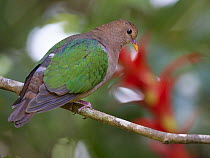 Emerald Dove (Chalcophaps indica), Malanda, Queensland, Australia