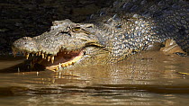Saltwater Crocodile (Crocodylus porosus) thermoregulating, Daintree River, Queensland, Australia