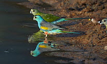 Golden-shouldered Parrot (Psephotus chrysopterygius) pair at pond, Artemis Station, Cape York Peninsula, Queensland, Australia