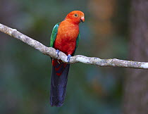 Australian King Parrot (Alisterus scapularis) male, Malanda, Queensland, Australia