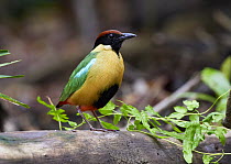 Noisy Pitta (Pitta versicolor), Kutini-Payamu National Park, Queensland, Australia