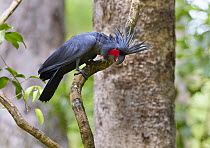 Palm Cockatoo (Probosciger aterrimus), Kutini-Payamu National Park, Queensland, Australia