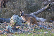 Red-necked Wallaby (Macropus rufogriseus), Cooma, New South Wales, Australia