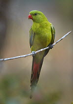 Regent Parrot (Polytelis anthopeplus), Stirling Range National Park, Western Australia, Australia
