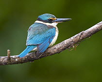 Sacred Kingfisher (Todirhamphus sanctus), Daintree River, Queensland, Australia