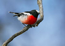 Scarlet Robin (Petroica boodang) male, Cooma, New South Wales, Australia