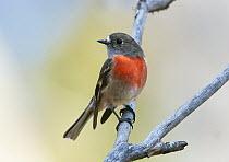 Scarlet Robin (Petroica boodang) female, Cooma, New South Wales, Australia