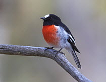 Scarlet Robin (Petroica boodang) male, Cooma, New South Wales, Australia