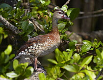 Spotted Whistling-Duck (Dendrocygna guttata), Daintree River, Queensland, Australia