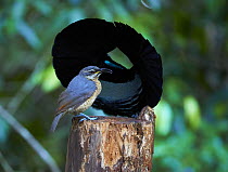 Victoria's Riflebird (Ptiloris victoriae) male displaying to female at display post, Malanda, Queensland, Australia