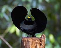 Victoria's Riflebird (Ptiloris victoriae) male displaying at display post, Malanda, Queensland, Australia