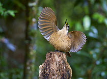 Victoria's Riflebird (Ptiloris victoriae) sub-adult male displaying at display post, Malanda, Queensland, Australia