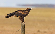 Wedge-tailed Eagle (Aquila audax), Queensland, Australia