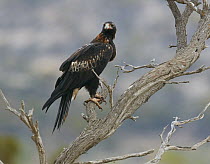 Wedge-tailed Eagle (Aquila audax), Queensland, Australia